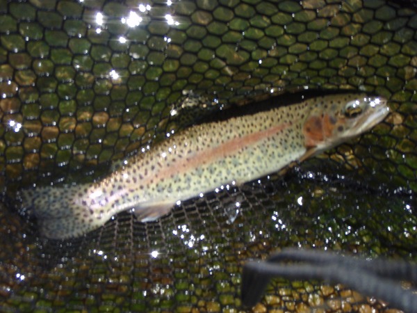 Lots of these ate our flies today