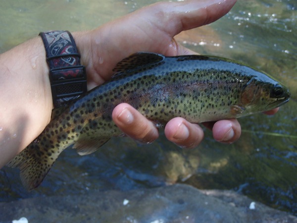 Battle Creek Rainbow