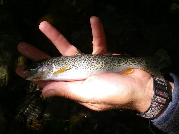 Coastal Cutthroat