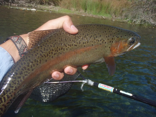 Lots of fish like this today