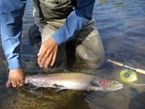 A nice Rogue steelie