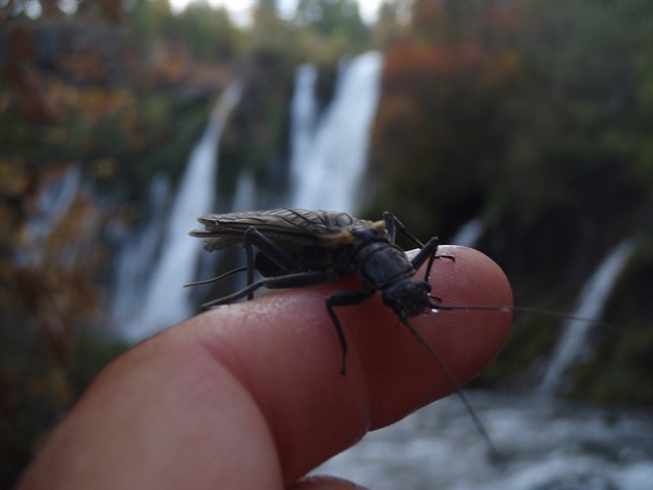 Nothing like giant stoneflies in October!