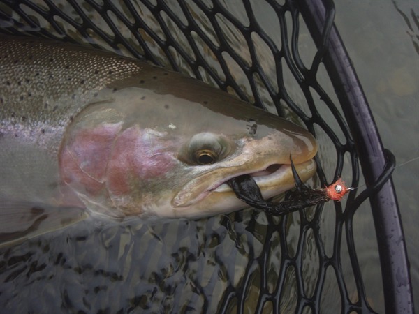 Al's first steelhead on a spey rod