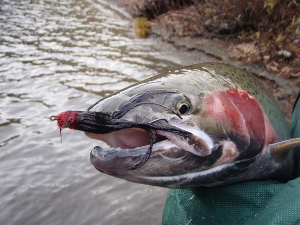 big fly=big steelhead