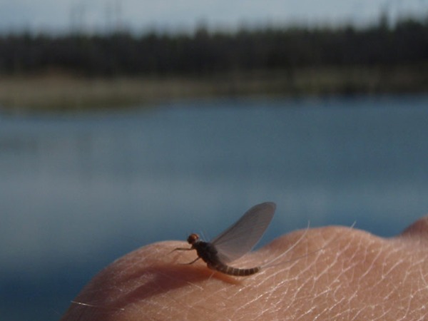 The fish are eating these on the surface mid-day.