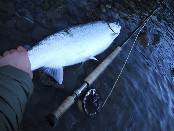 a massive wild winter hen