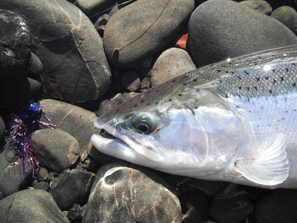 A perfect swung up specimen