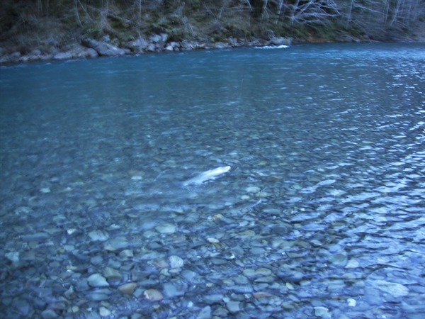 Emerald water and chrome steelhead