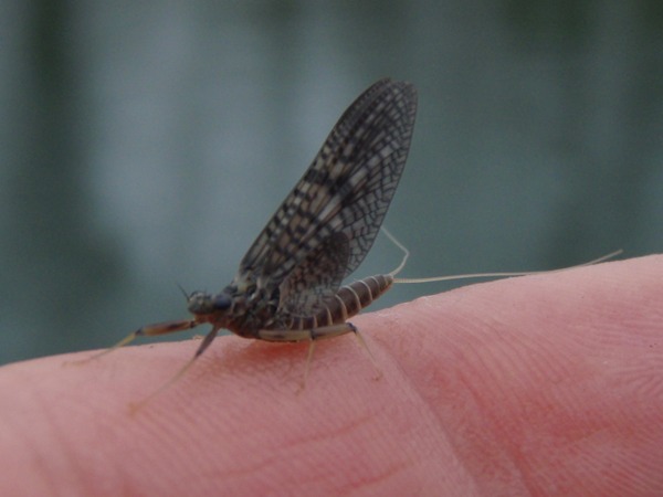 March brown mayfly