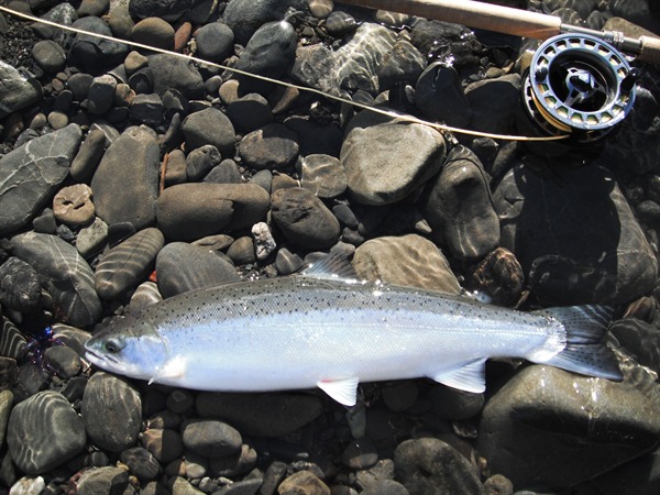 A perfect March wild chromer