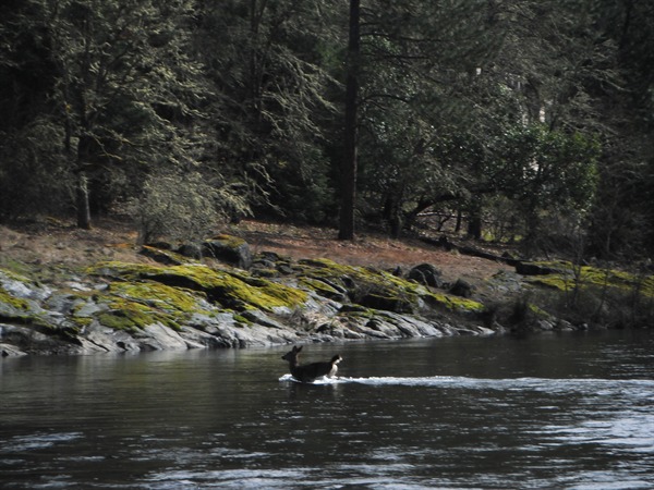 Wildlife on the Applegate