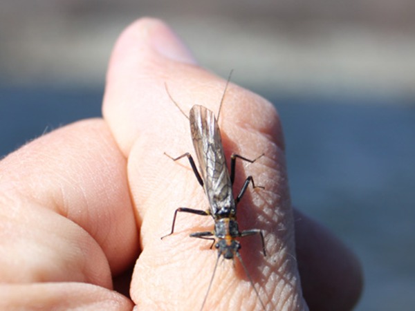 Skwala stonefly