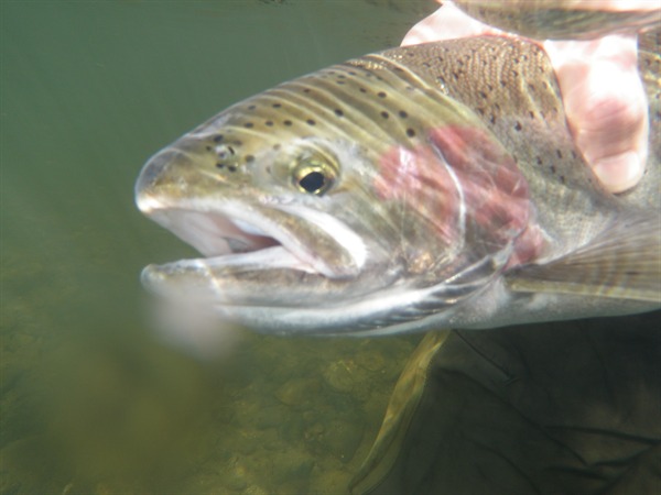 These are in the Upper Rogue