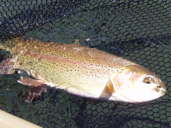Fall River dry fly fishing..a perfect fish