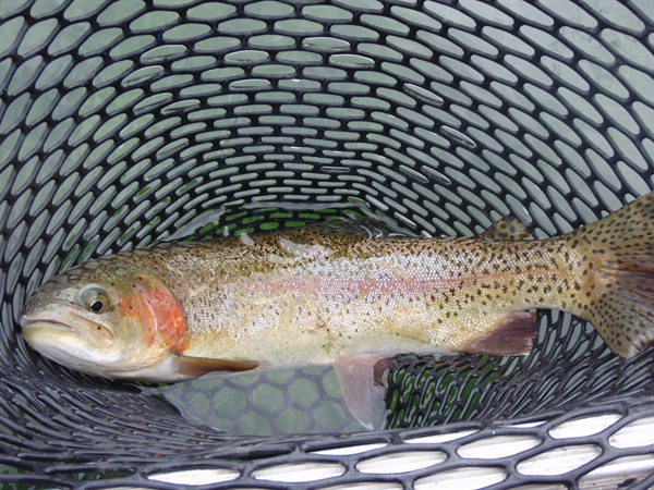 David Goslin's big fish