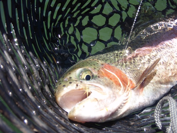 Dean's big fish...on a dry, of course