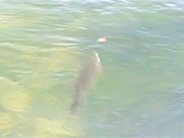 Rising like a rocket