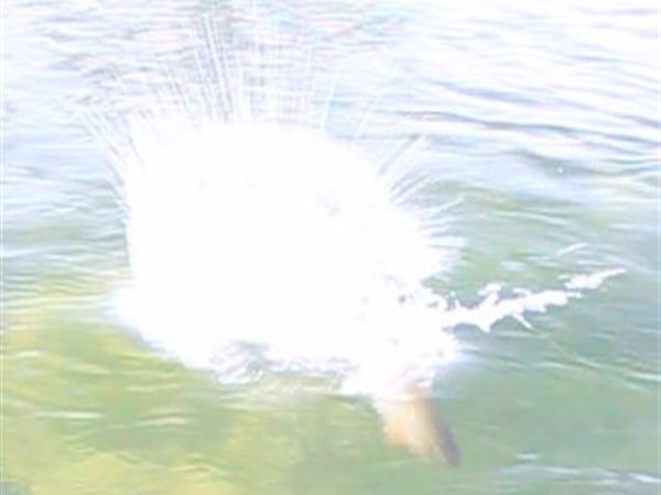 heading back down to the depths