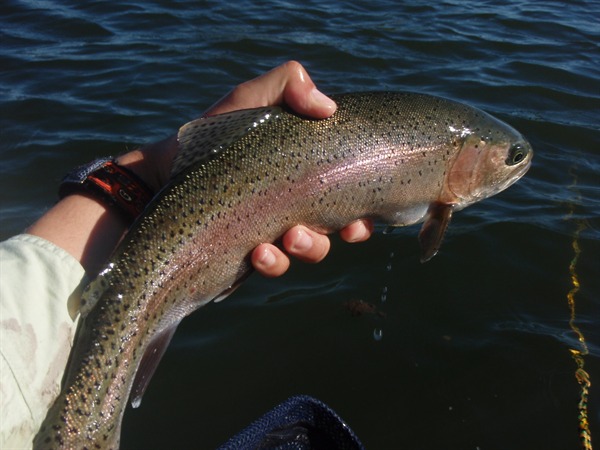 Jon's big fish of the day