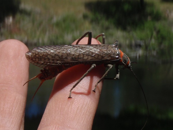 giant stonefly