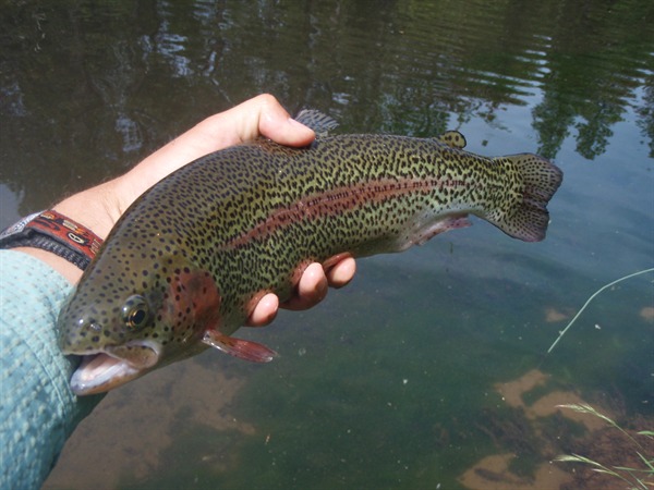 Lots of fish this size chowed our dry flies