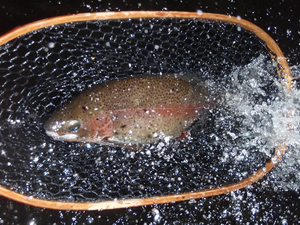 Fishing Report Image