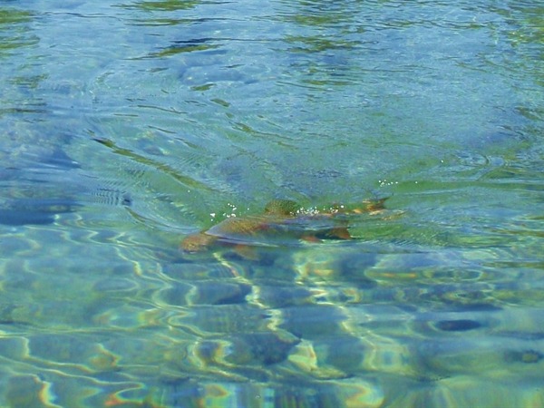 A superb wild rainbow of the system