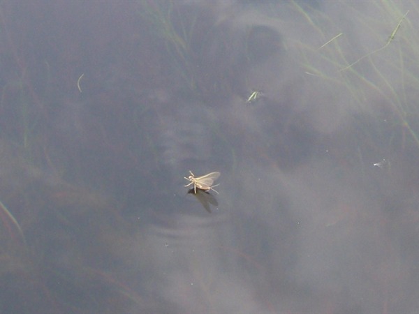 Fall River PMD...last week