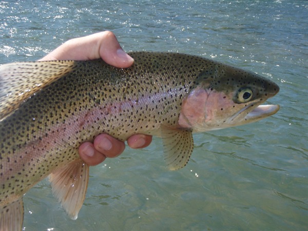 Lots of great fish like this today