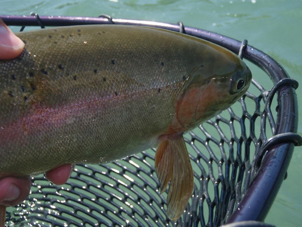 Big Lower Sac rainbow