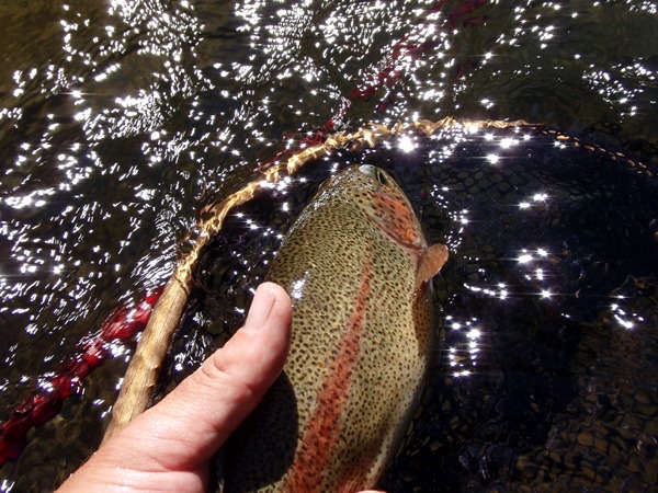 A superb Nor Cal native rainbow