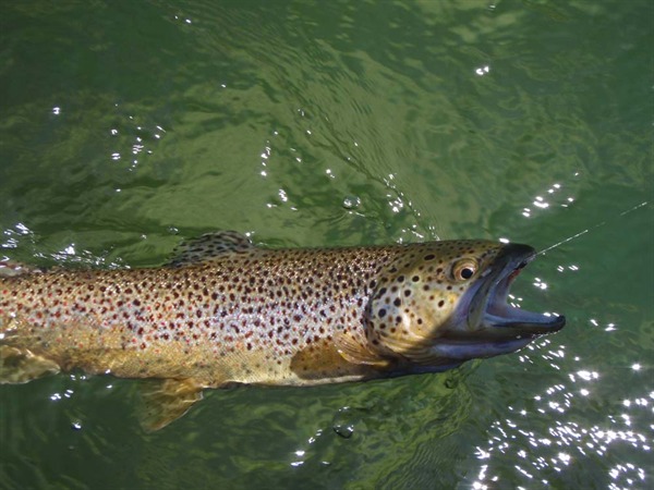 Brown trout from secret spot
