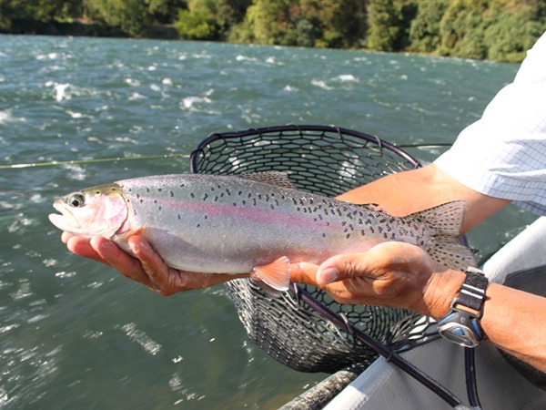 No bobber needed to catch this fish