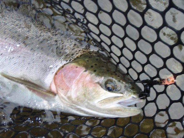 Trinity steelhead only eat size 14 copper johns