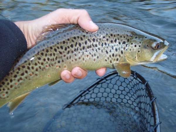 brown hooked on a spey fly