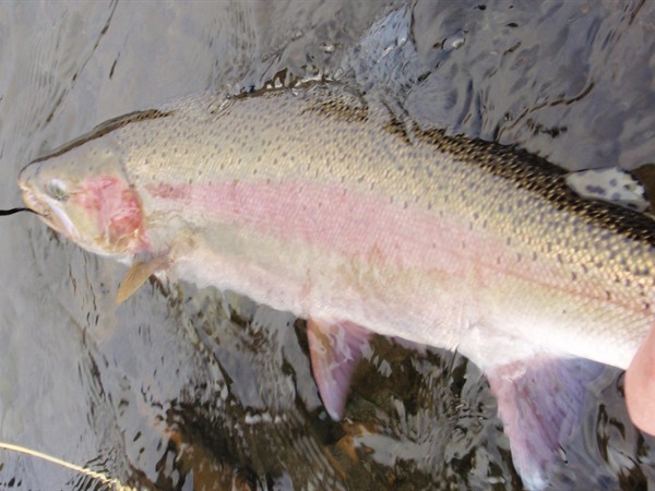 Insane, native specimen