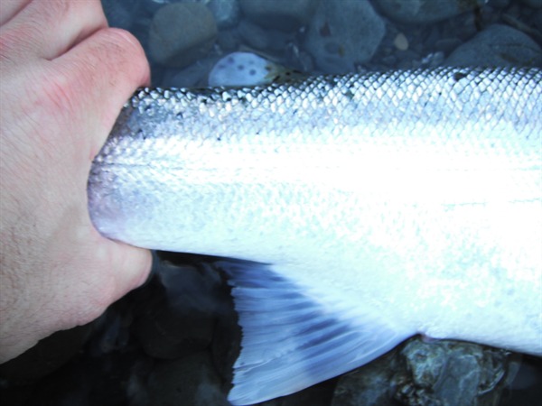 Fishing Report Image