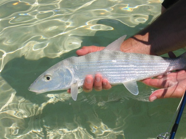 Fishing Report Image