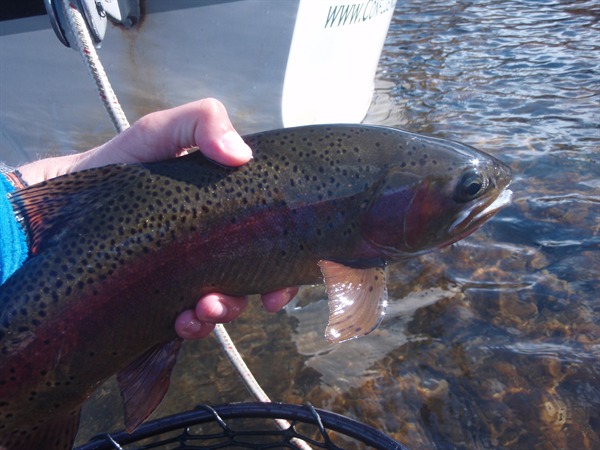 Lots of quality rainbows today.