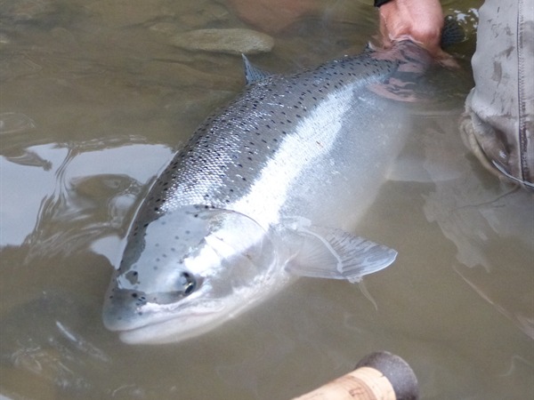 this fish was in the ocean that morning