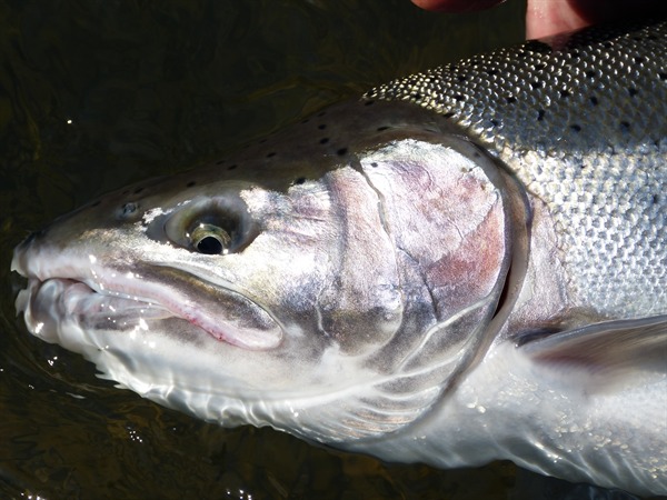 this fish was in the ocean that morning too