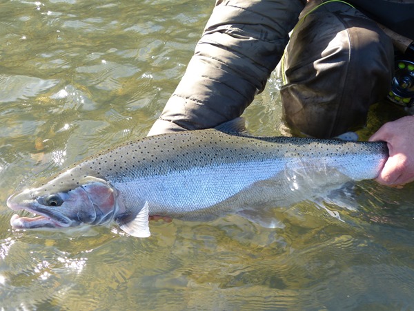 seriously, look at this amazing steelhead