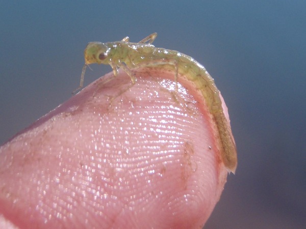 Damsel Nymph