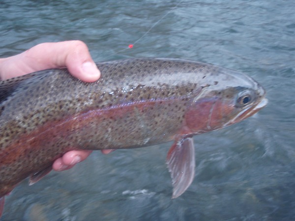 Fishing Report Image