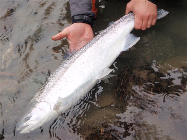 careful..this chrome fish will blind you