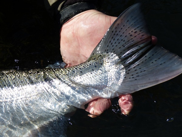 True steelheaders know how amazing this photo is