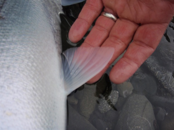 they don't come more chrome than this