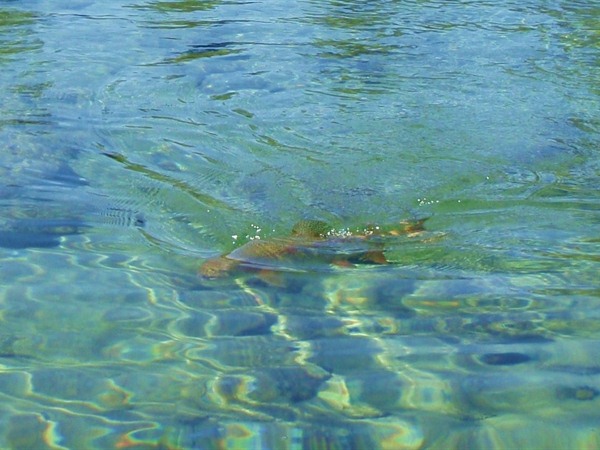 The clear water of the Fall River Valley