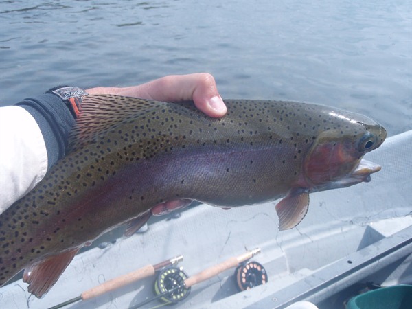 This fish chowed a dry fly