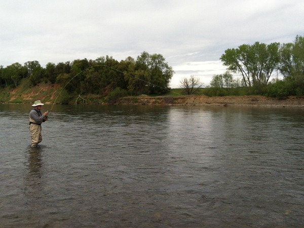 great dry fly action today